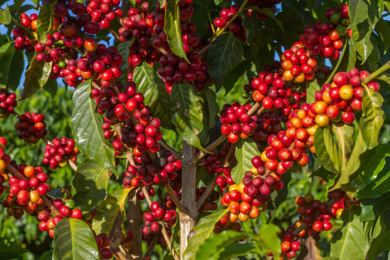 Brazil Cerrado Mineiro